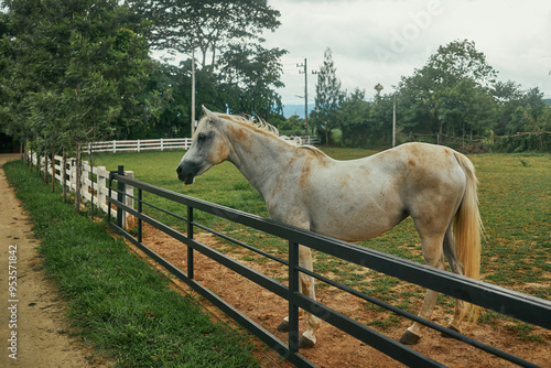 Dirty white horse in the stable