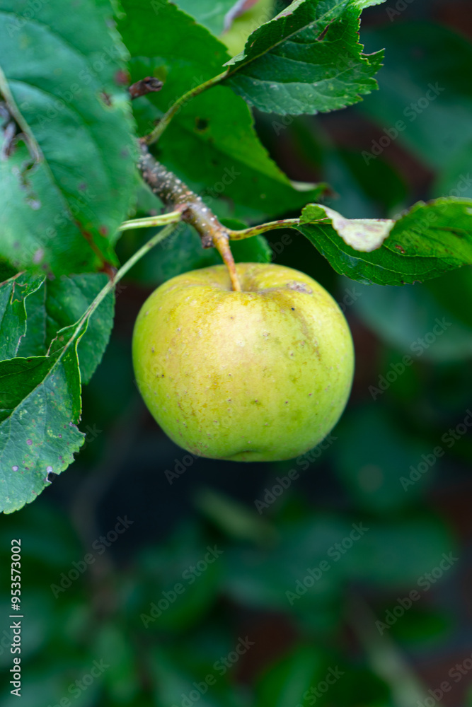Single Green Apple hanging from Tree Branch. Single Green Apple hanging from Tree Branch.