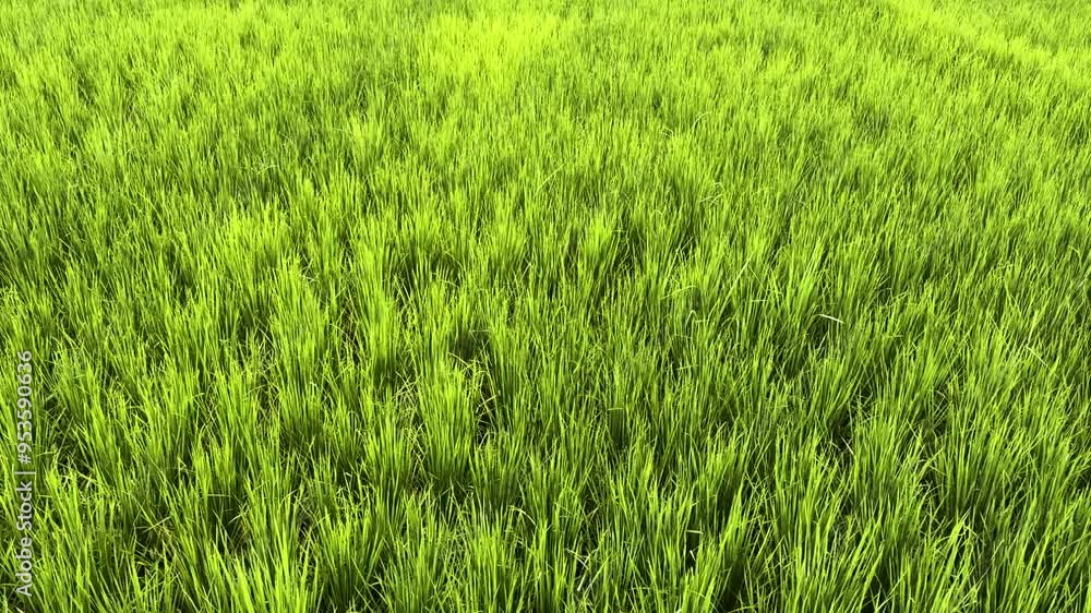 Lush green rice field closeup view at sunset Lush green rice field closeup view at sunset