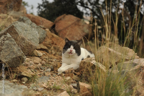 Canvas Print Picture of a tame cat among greenery and picturesque views