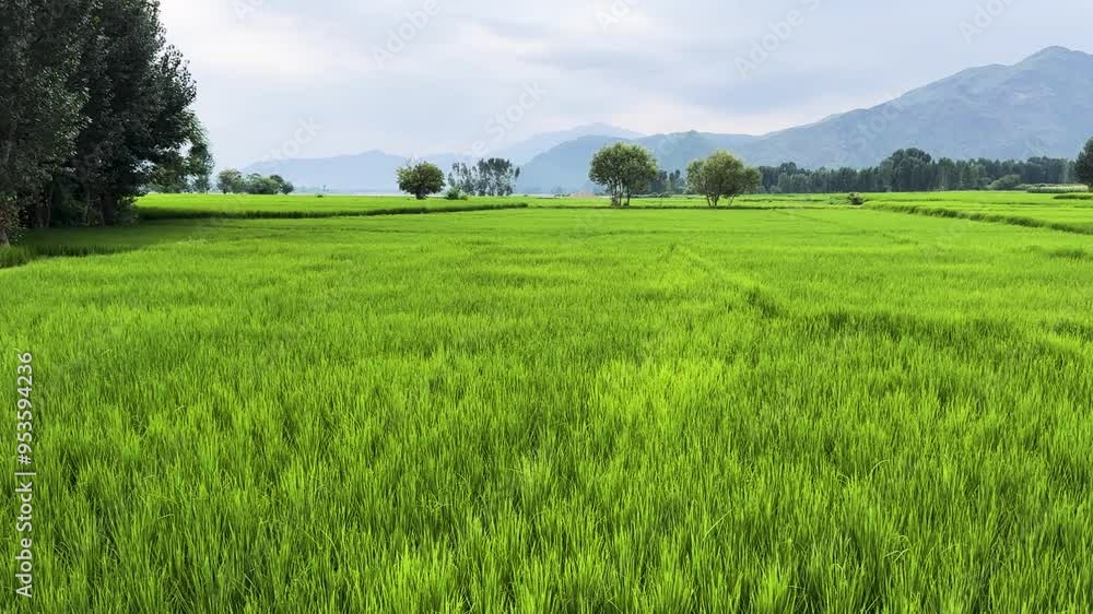 Green Paddy Field in the Countryside of Pakistan Green Paddy Field in the Countryside of Pakistan