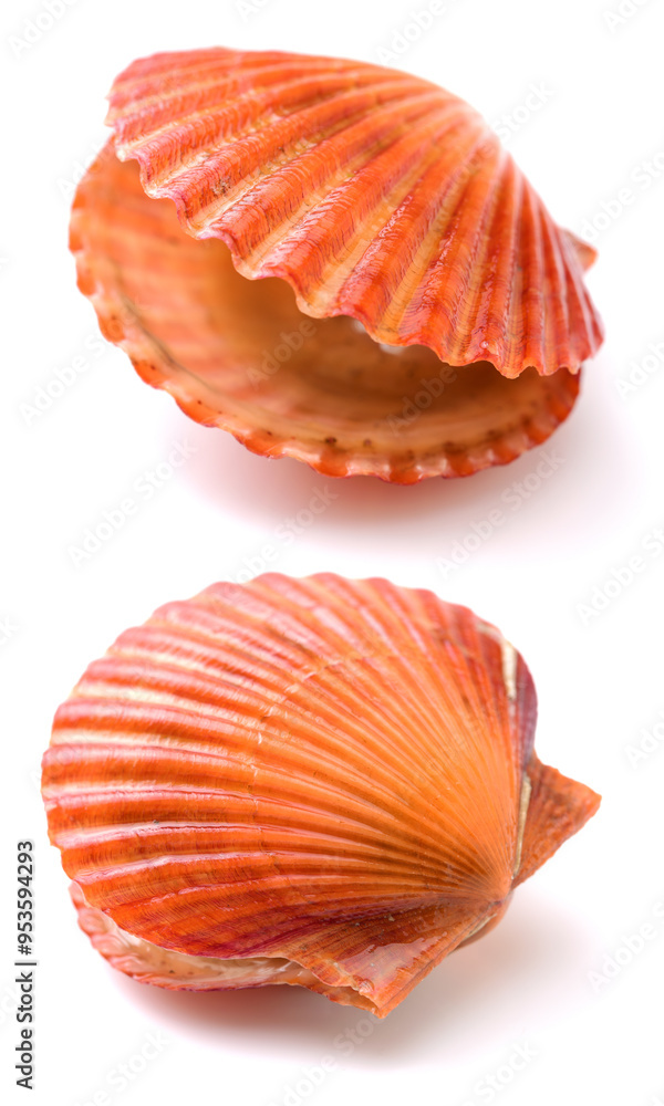 Raw scallop on white background 
