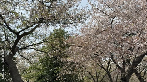 West Potomac Park seen from across the Tidal Basin with cherry trees in bloom, Washington, D.C., USA.
