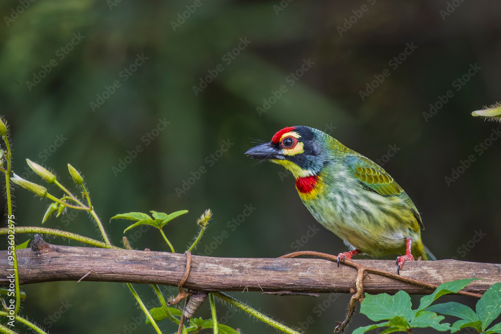 close-up portrait of coppersmith barbet close-up portrait of coppersmith barbet