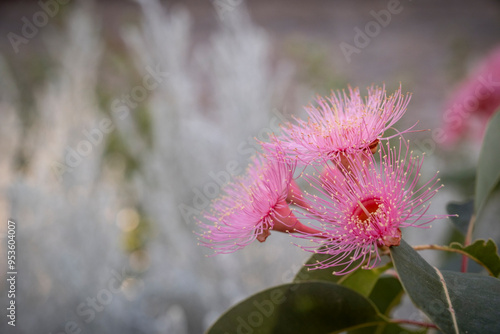 Corymbia - Plants of the Australian National Botanic Gardens photo