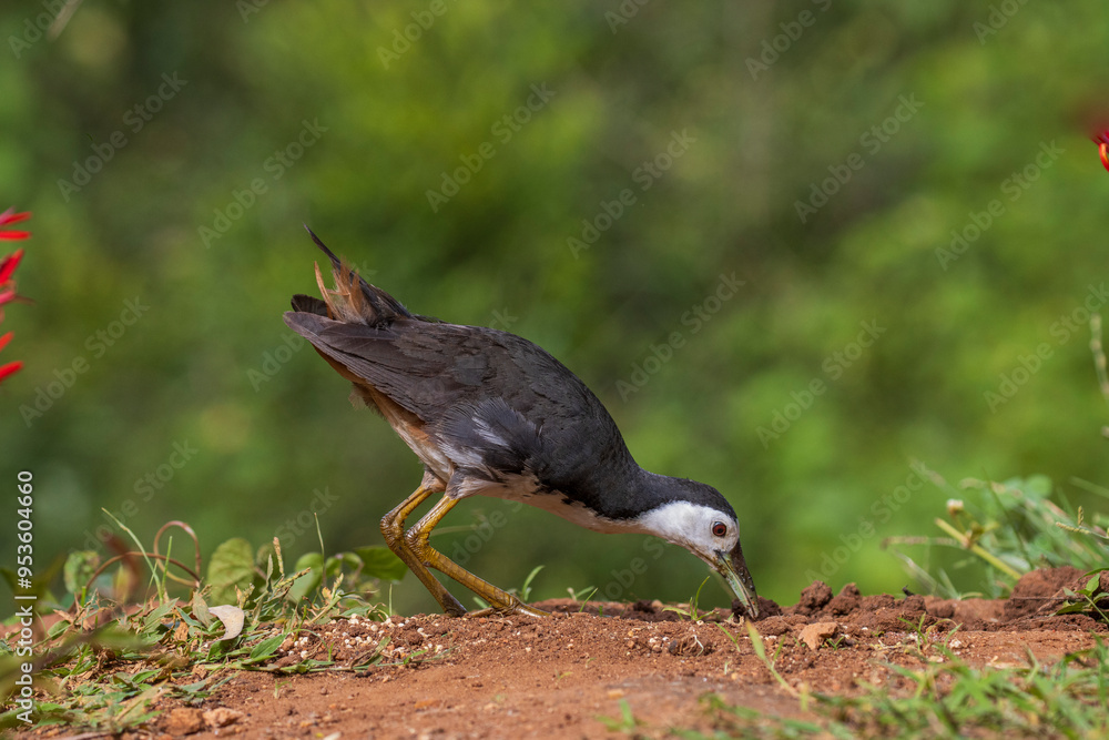 Closeup portrait of waterhen from western ghats Closeup portrait of waterhen from western ghats