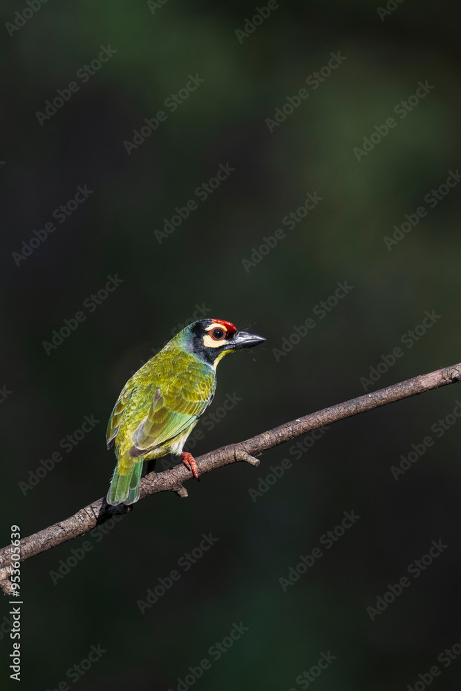 close-up portrait of coppersmith barbet close-up portrait of coppersmith barbet