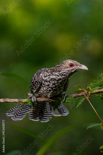 Closeup portrait of asian koel female from western ghats photo