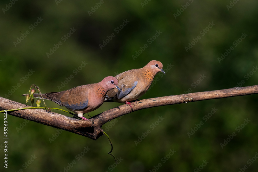 Closeup portrait of laughing dove from western ghats Closeup portrait of laughing dove from western ghats