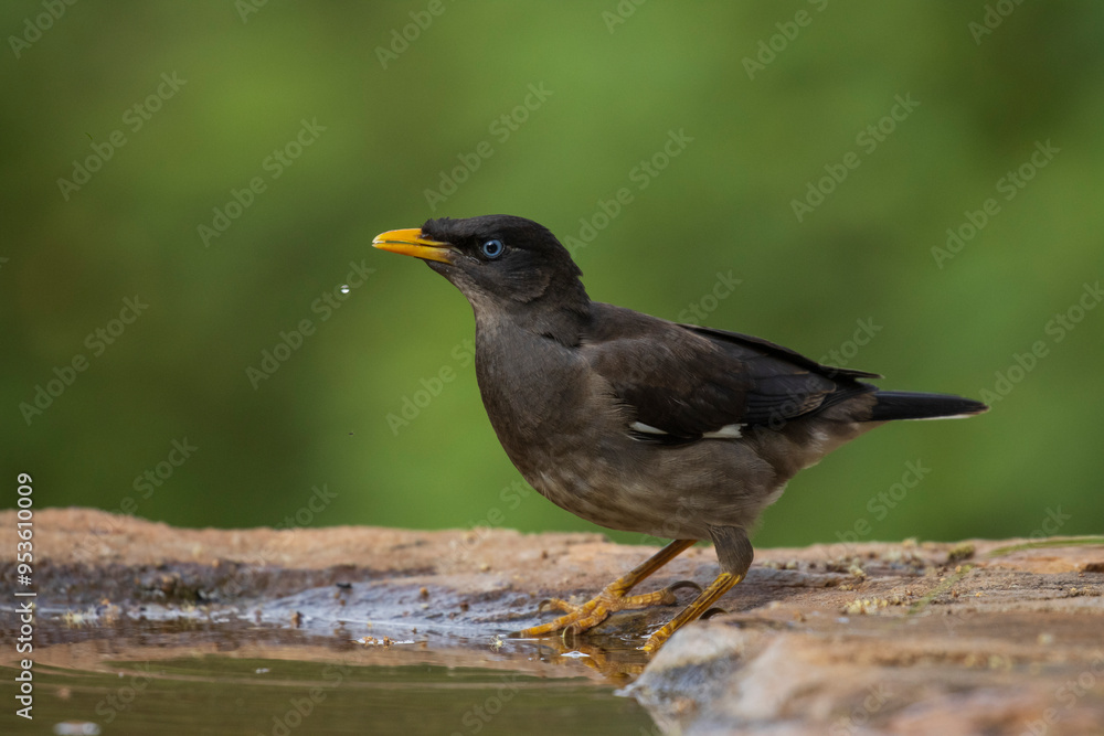 Closeup portrait of jungle myna from western ghats Closeup portrait of jungle myna from western ghats