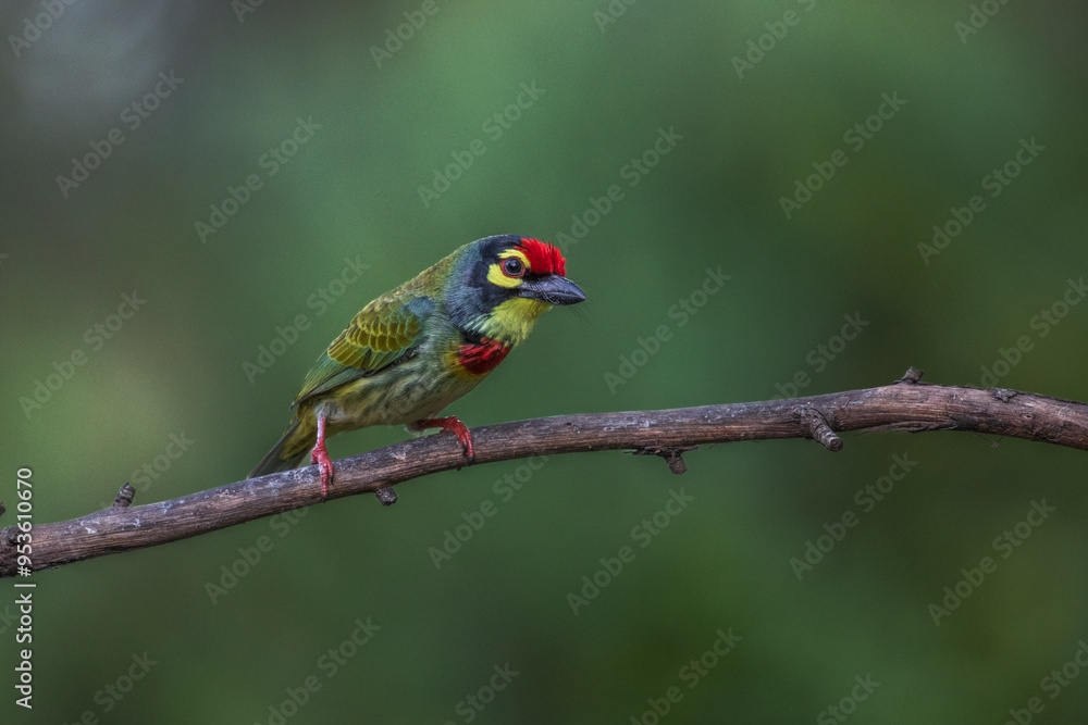 Closeup portrait of coppersmith barbet from western ghats Closeup portrait of coppersmith barbet from western ghats
