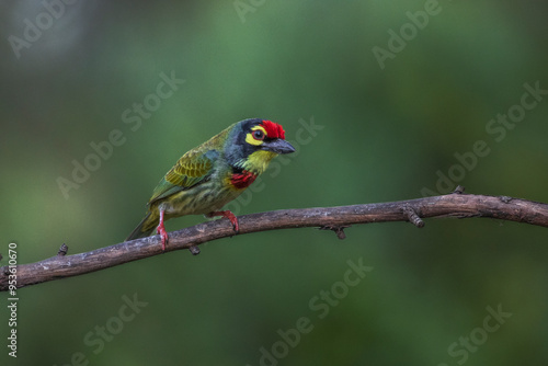 Closeup portrait of coppersmith barbet from western ghats photo