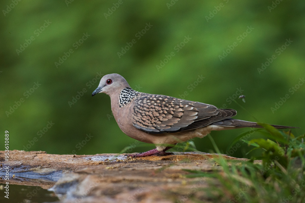 Closeup portrait of spotted dove Closeup portrait of spotted dove