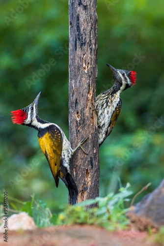 Closeup portrait of two flameback woodpecker in a tree branch from western ghats photo