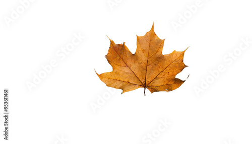 Autumn Maple Leaf Isolated On Transparent Background