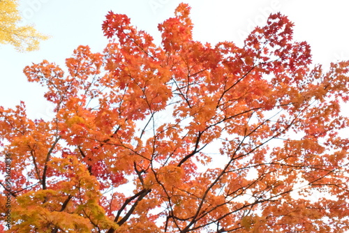 Wallpaper Mural 紅葉 Torontodigital.ca