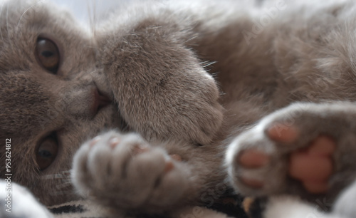 A very cute gray British cat lies and plays in the rays of the sun, the cat's pink paw is visible Gray fur of a cat on a sunny day With the charming eyes of a kitten photo