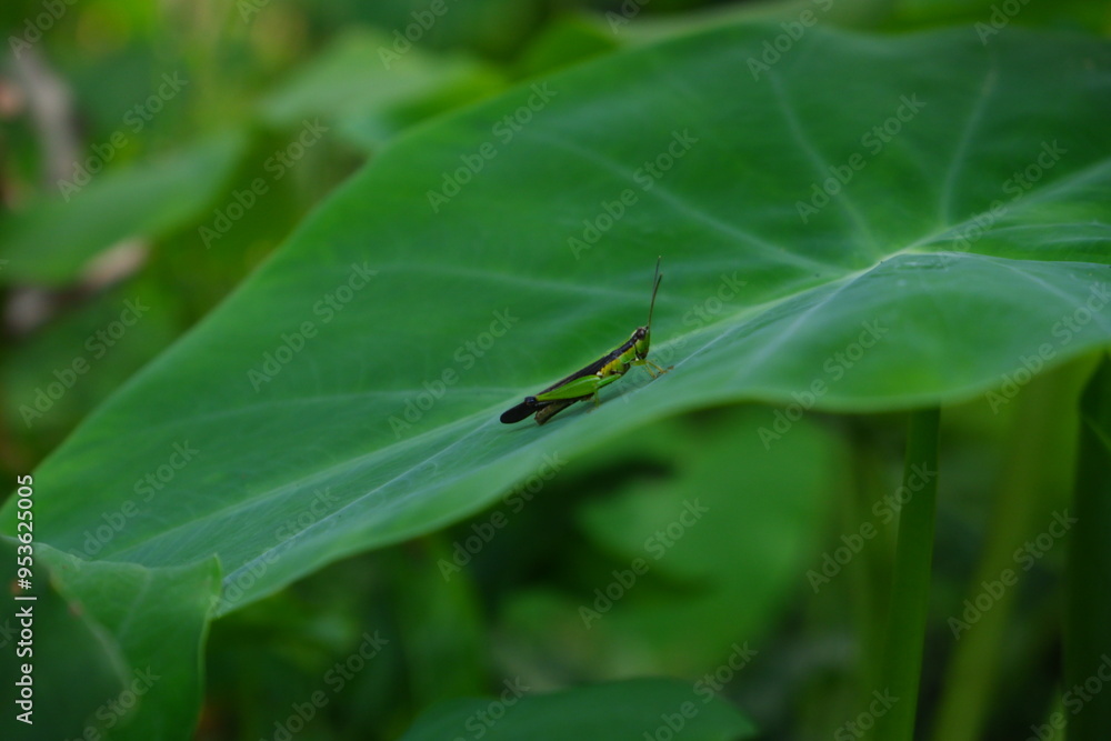 Beautiful grasshopper on a leaf. Beautiful grasshopper on a leaf.