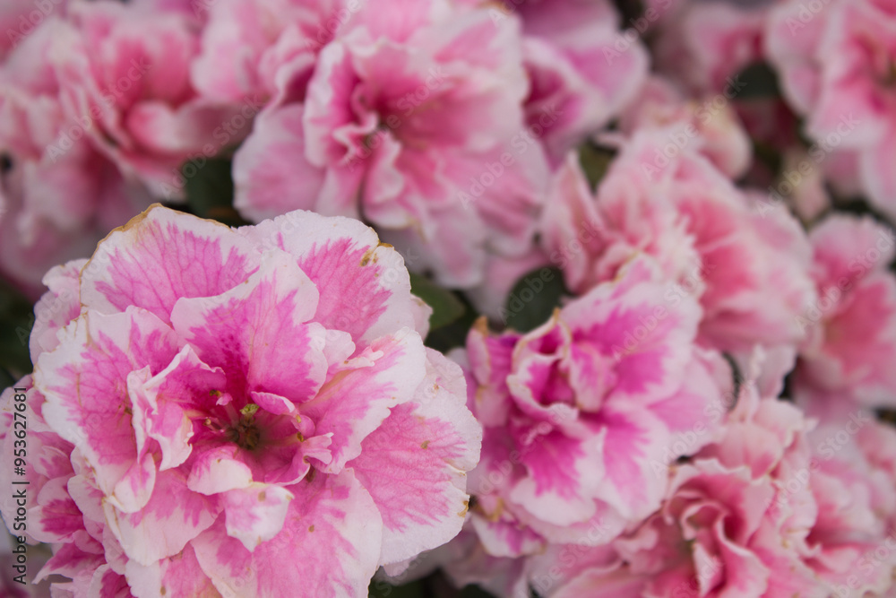 Close-up of Vibrant Pink Azalea Blossoms in Full Bloom Close-up of Vibrant Pink Azalea Blossoms in Full Bloom