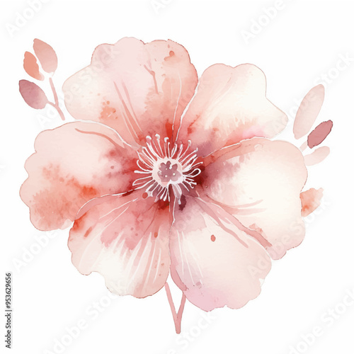 Flowers watercolor, Pink flowers