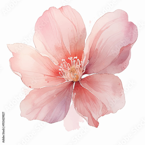 Watercolor Pink flowers on white background