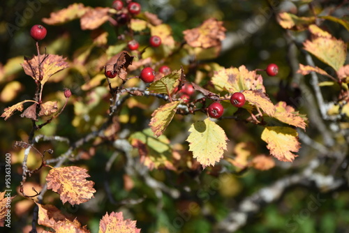 Hawthorn in autumn