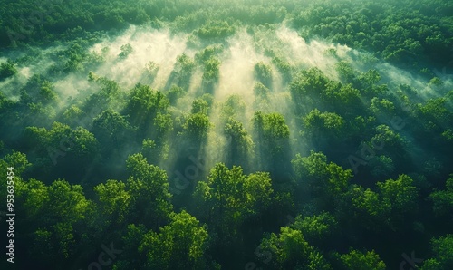 Aerial View of Lush Green Forest with Mist and Sun Rays