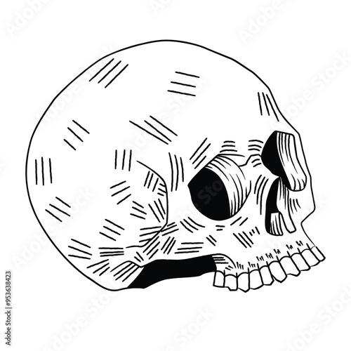 Engraving skull black and white illustration