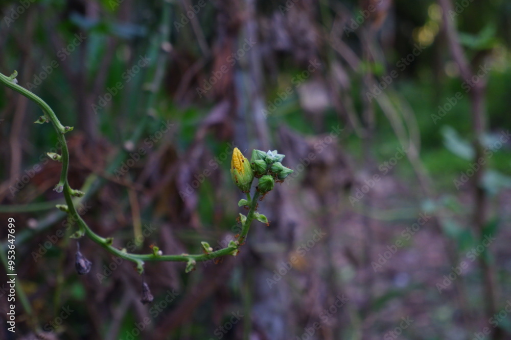 Ants on Ridge Gourd or Luffa Flower. Ants on Ridge Gourd or Luffa Flower.