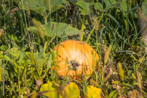 A Vibrant Pumpkin Growing Beautifully in a Lush Field Filled with Abundant Greens and Life