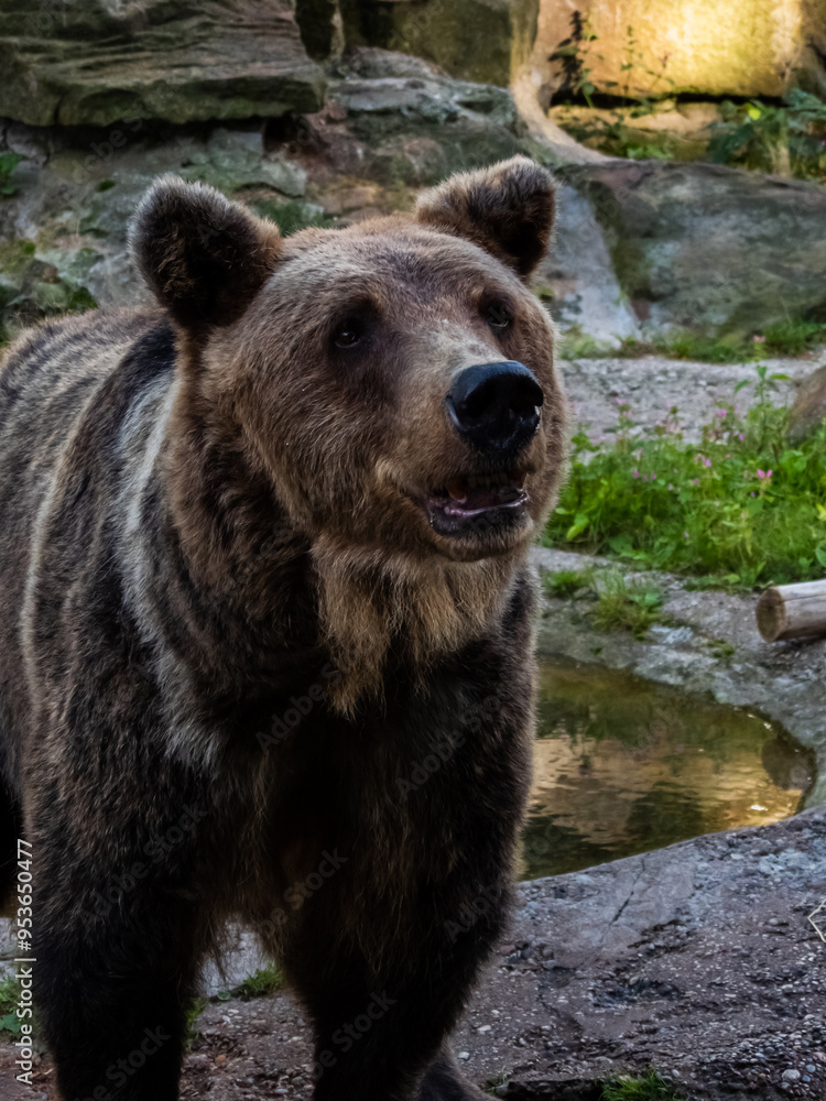Fototapeta premium a big brown bear in zoo near puddle