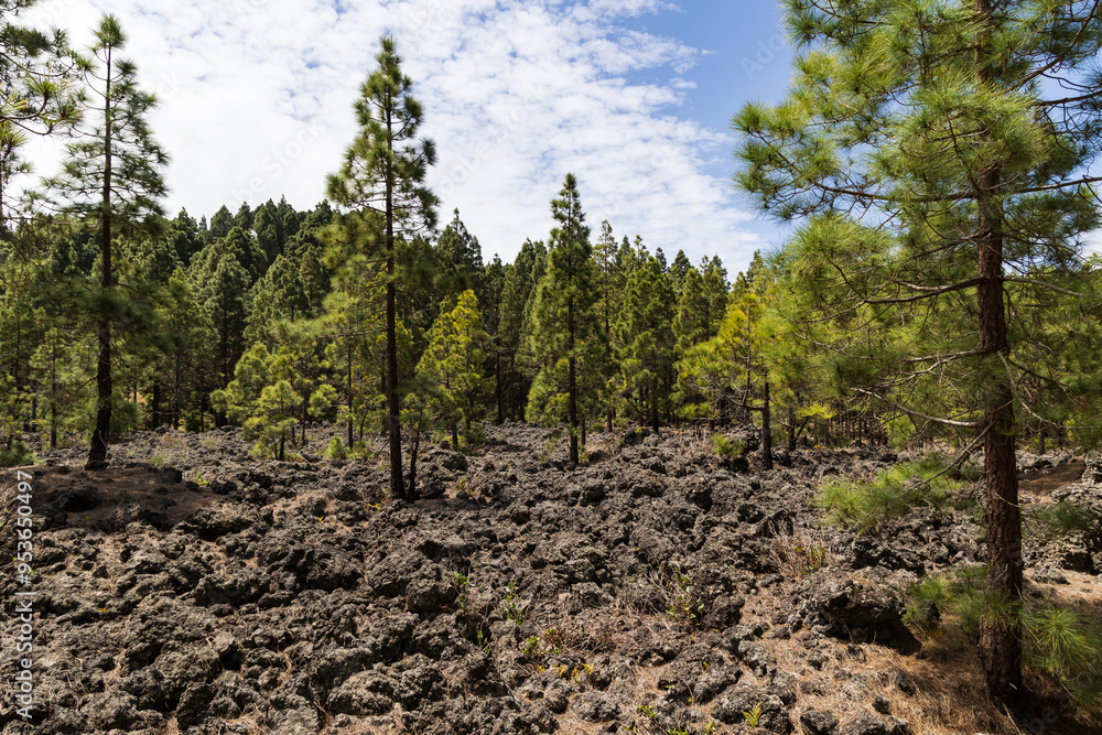 Canarian pine trees in volcanic landscape near La Montaneta's Ermita de San Francisco, Garachico, Tenerife, Spain