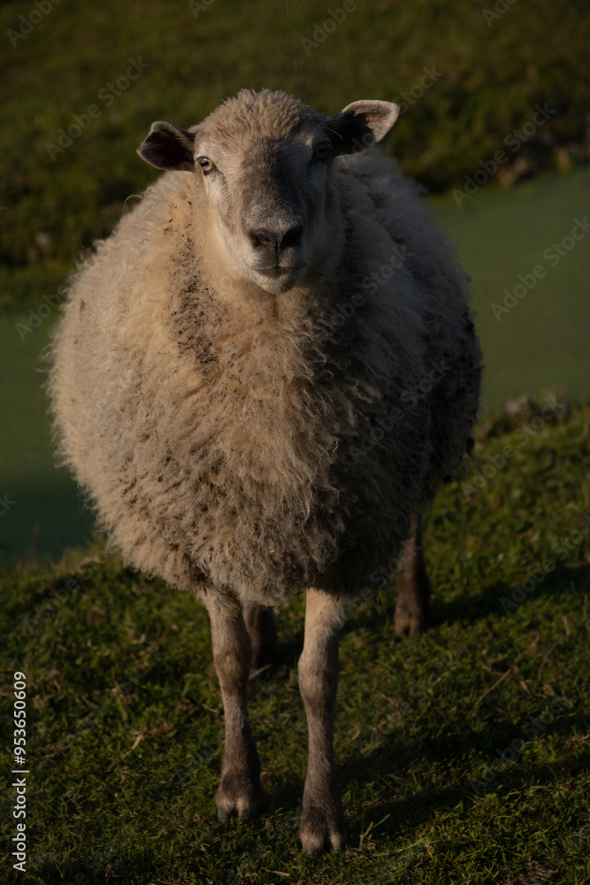 Obraz premium portrait of a ram outdoor in the meadow