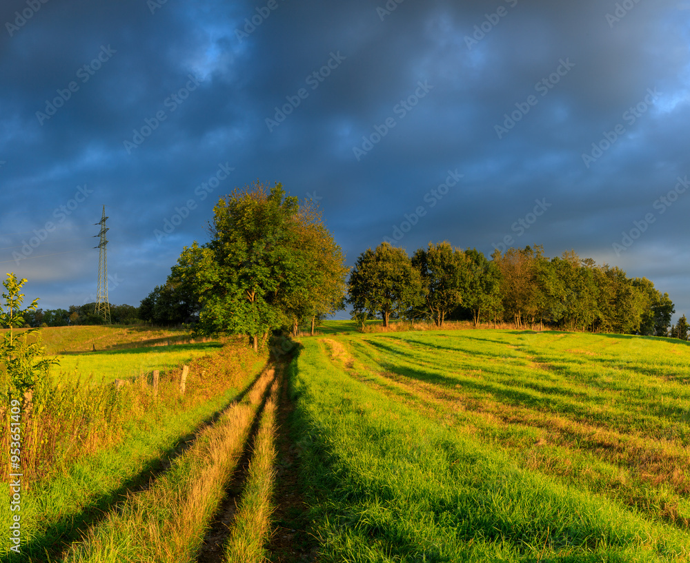 Naklejka premium road in the field