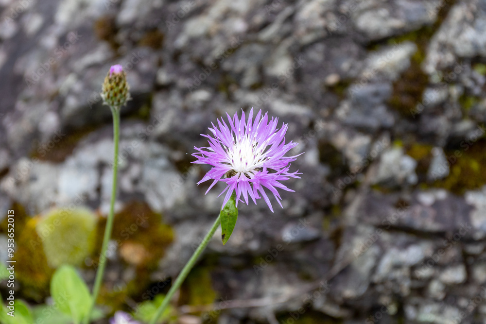spring is the flowering of plants in alpine meadows in natural conditions on the foothill plains spring is the flowering of plants in alpine meadows in natural conditions on the foothill plains