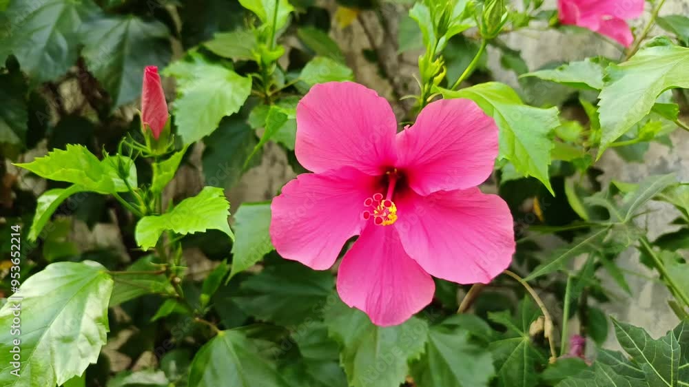 Close up view of vibrant pink hibiscus flower with large, delicate petals Close up view of vibrant pink hibiscus flower with large, delicate petals
