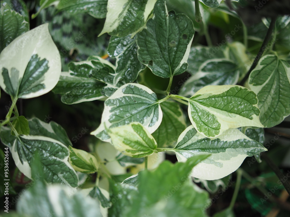 white and green leafe veraigated plants blooming in garden house pot white and green leafe veraigated plants blooming in garden house pot