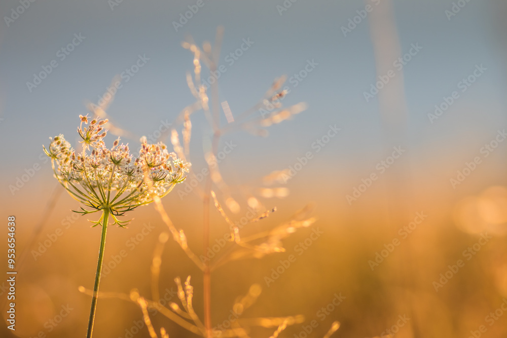 Golden Grasses in Early Morning Light, showcasing the beauty of nature in its fresh glory Golden Grasses in Early Morning Light, showcasing the beauty of nature in its fresh glory