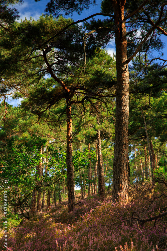 Pfälzerwald coniferous forests Pfälzerwald coniferous forests
