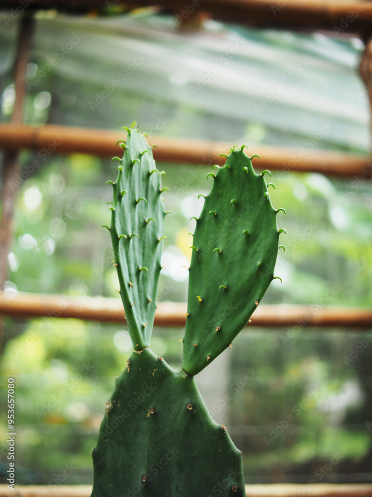 opuntia cactus in pot house plants with new grow pad opuntia cactus in pot house plants with new grow pad