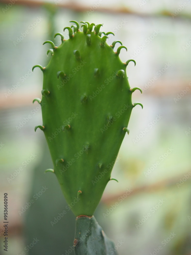 opuntia cactus in pot house plants with new grow pad opuntia cactus in pot house plants with new grow pad