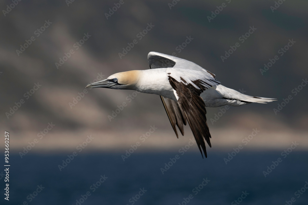 Northern Gannet (Morus bassanus) in flight with the East Yorkshire shoreline as a background Northern Gannet (Morus bassanus) in flight with the East Yorkshire shoreline as a background