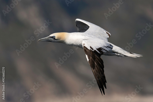 Northern Gannet (Morus bassanus) in flight with the East Yorkshire shoreline as a background