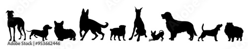 Vector collection of black dog breeds silhouettes isolated on white background includes labrador, corgi, pug, golden retriever, pomeranian spitz, chihuahua etc.
 photo