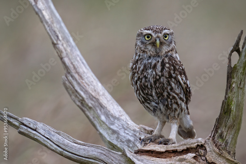 Little Owl (Athene Noctua) perched on an old wooden stump in farmland