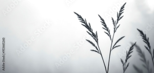 grass flower with foggy background