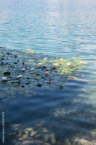 View of locus flowers and lily pads in Lake Bled photo