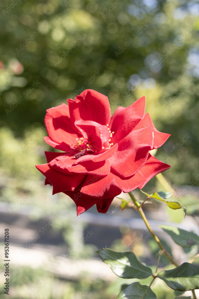 Bloom of Flower Red Rose in the Garden