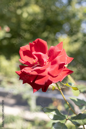 Obraz na płótnie Bloom of Flower Red Rose in the Garden w salonie