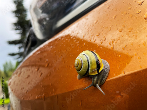 Snail on the bumper of an orange car